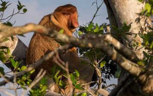 Borneo Big 5: Wildlife You Can See in Sabah 3 Klias River Cruise