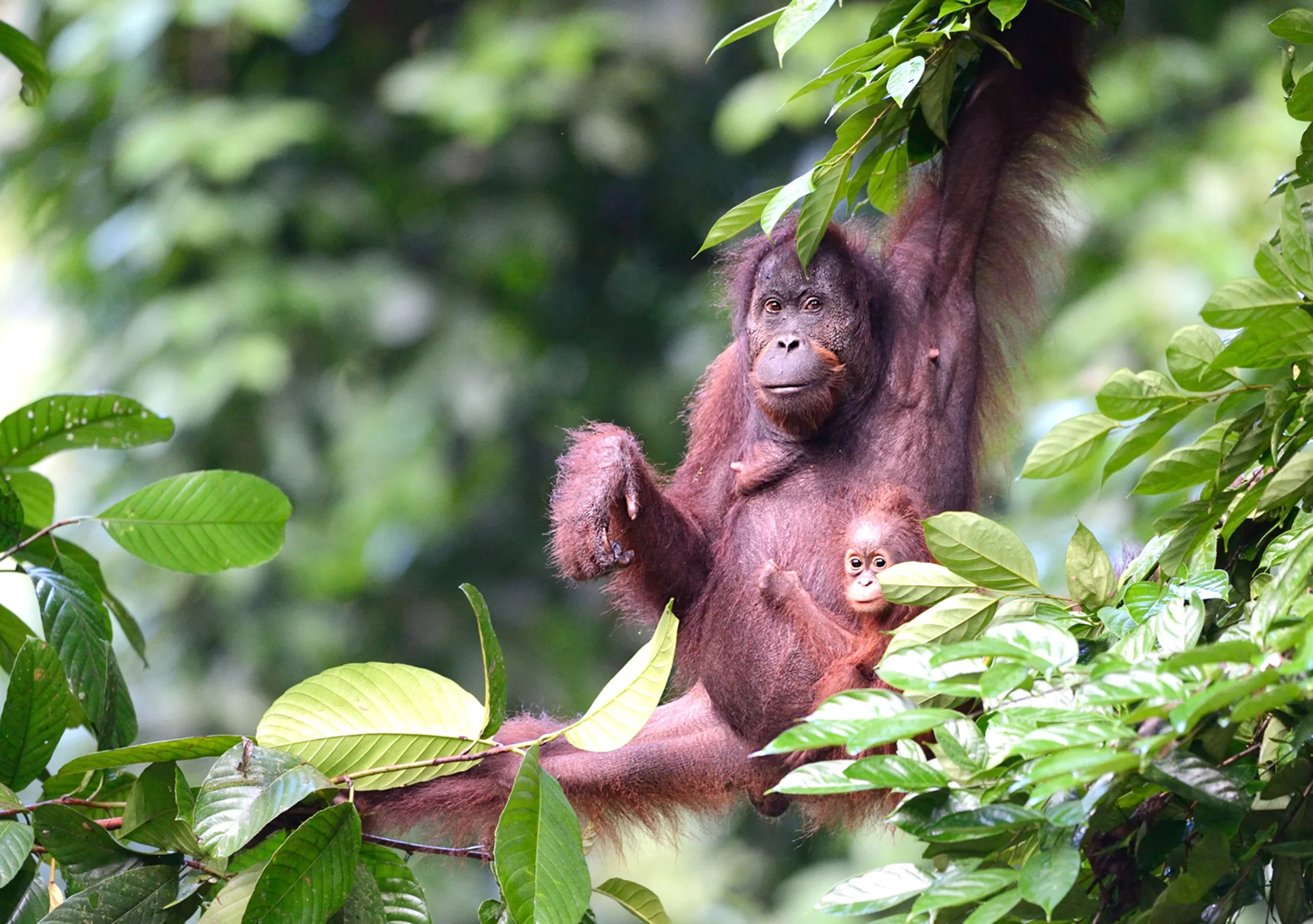 Borneo Big 5: Wildlife You Can See in Sabah 1 Borneo Rainforest Lodge Orangutan scaled