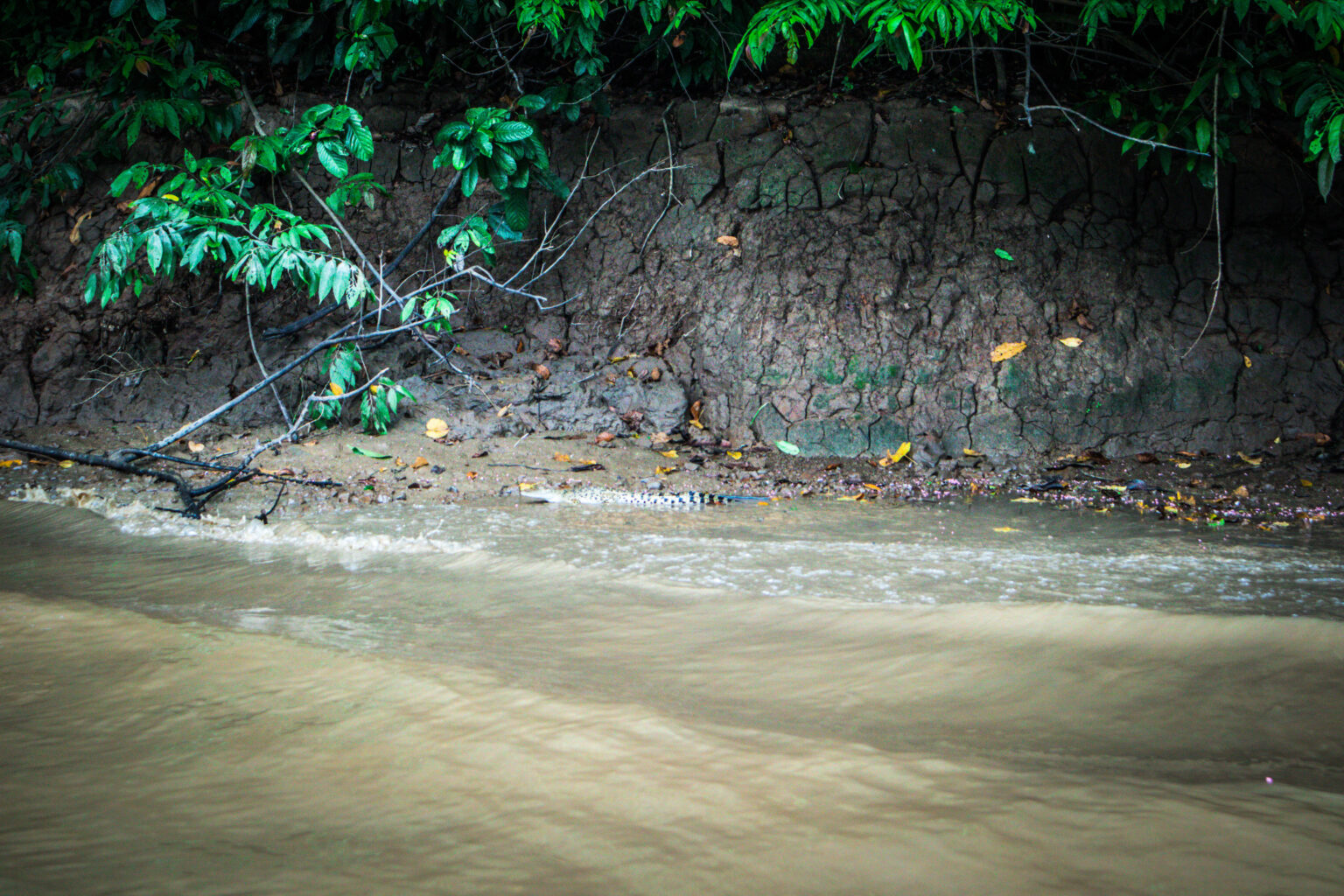 Borneo Big 5: Wildlife You Can See in Sabah 5 IMG 2028 1536x1024 1