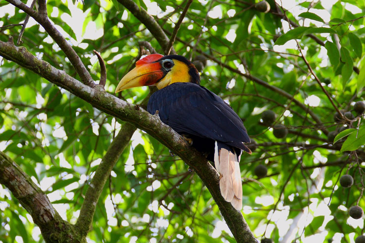 Borneo Big 5: Wildlife You Can See in Sabah 4 large pic22