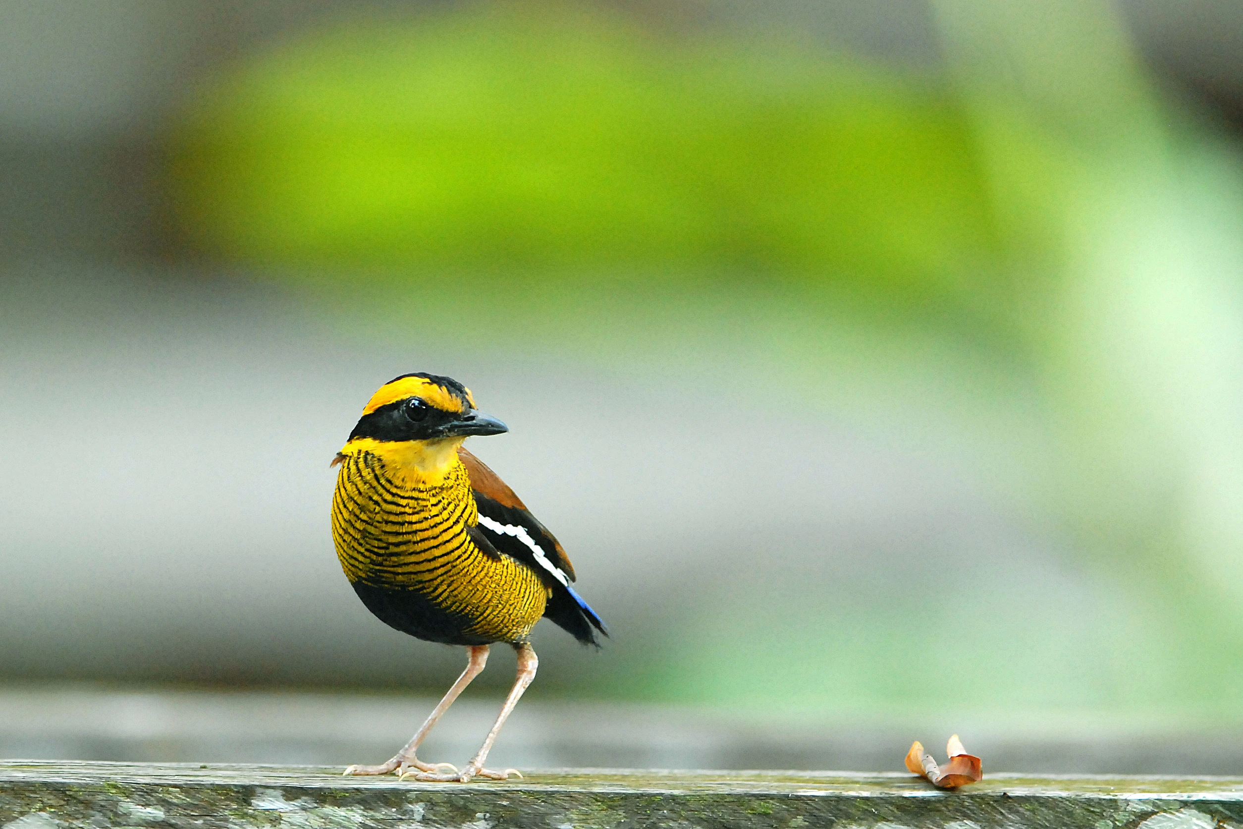 Borneo Rainforest Lodge Banded Pitta