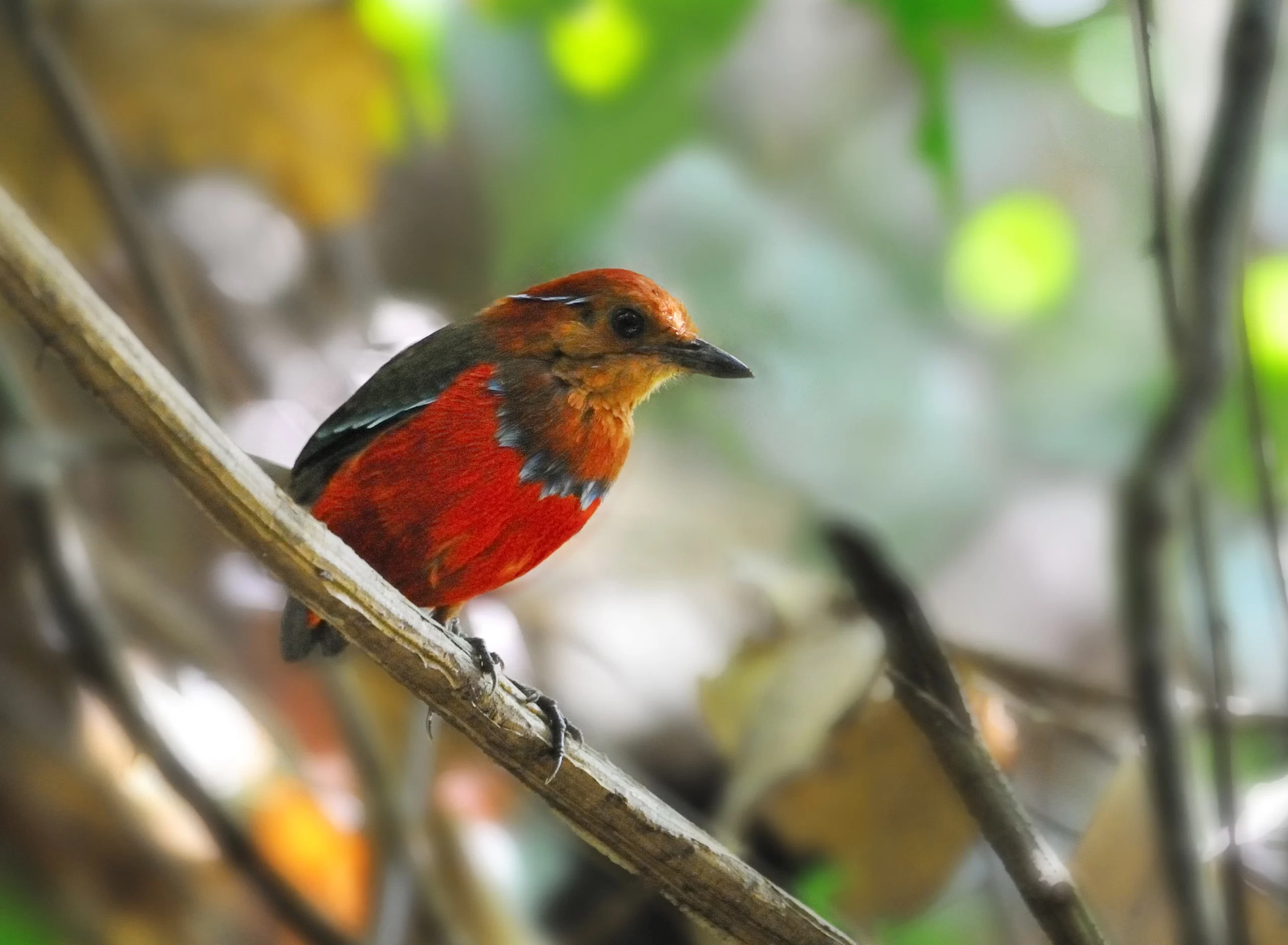 Birdwatching in Danum Valley