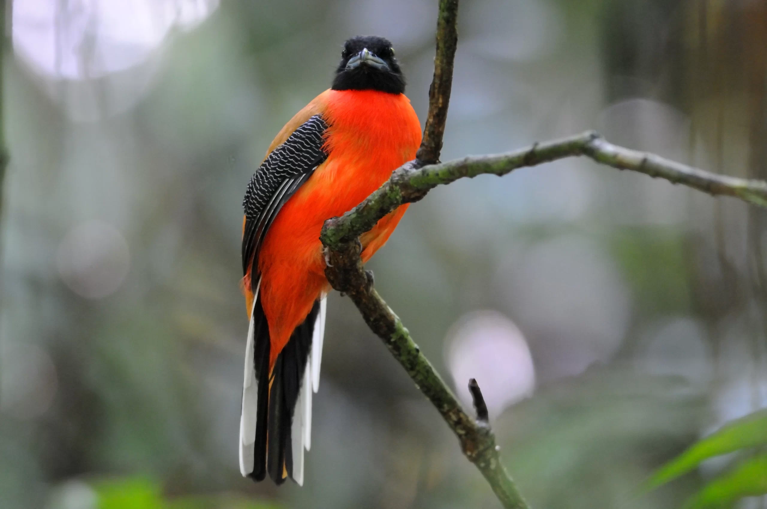 Borneo Rainforest Lodge Cinnamon rumped Trogon scaled