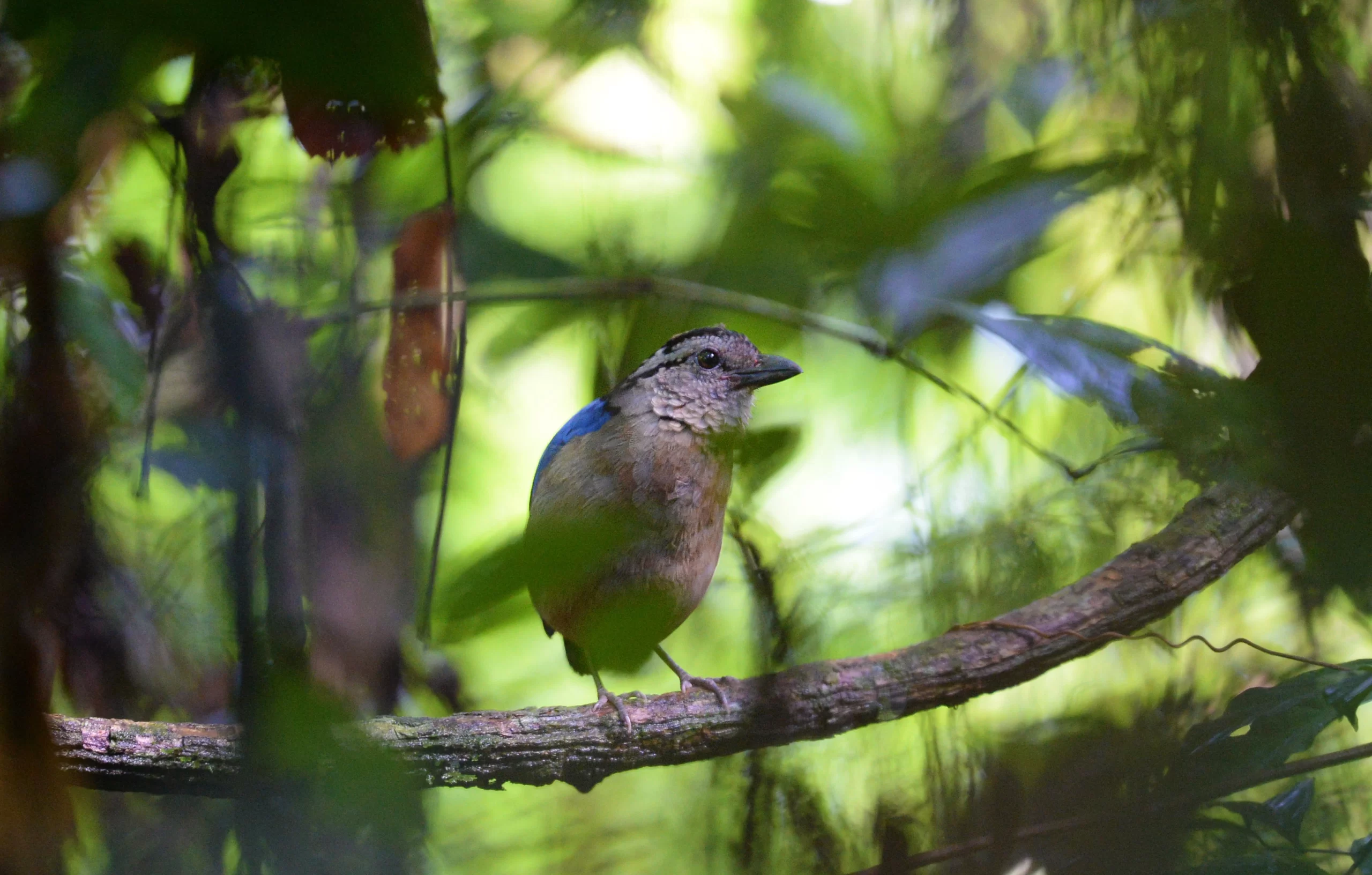 Borneo Rainforest Lodge Giant Pitta 1 scaled