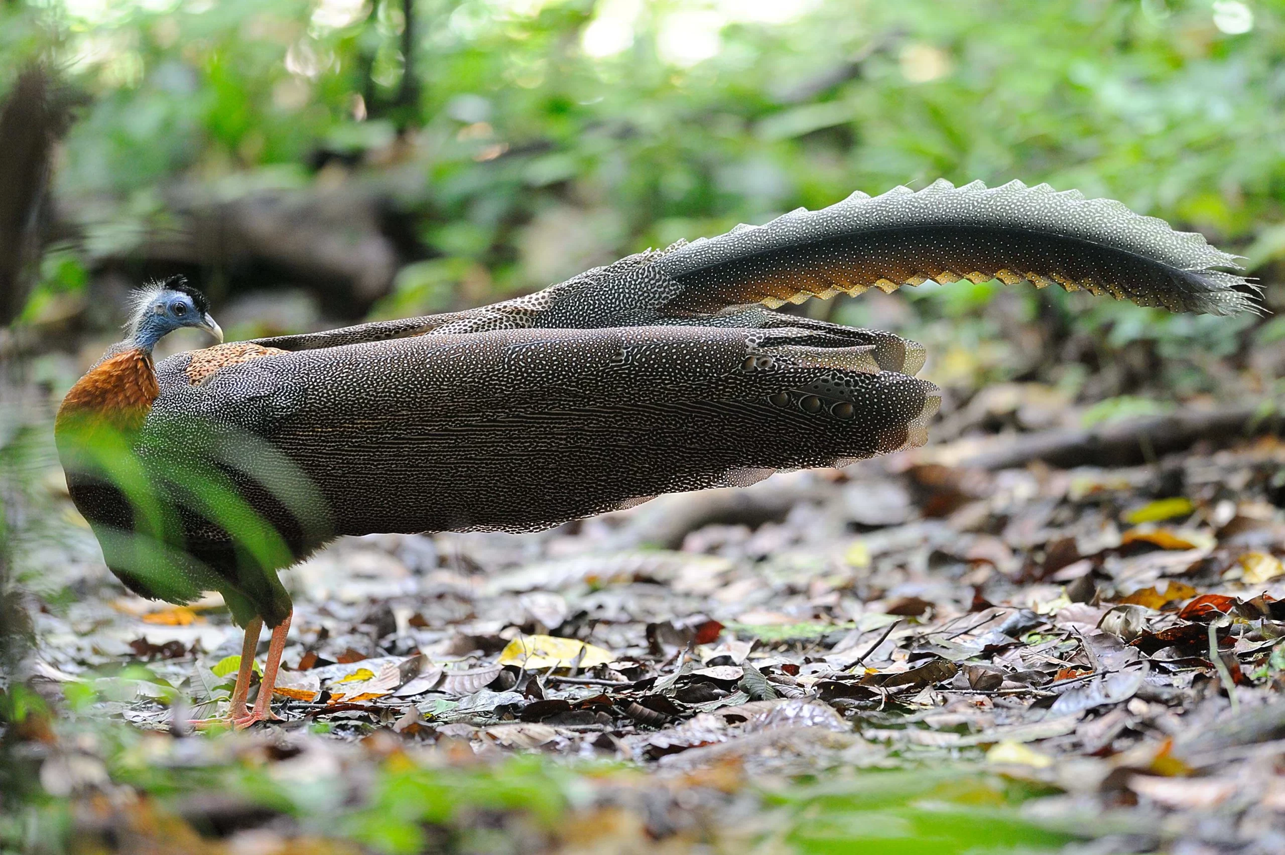 Borneo Rainforest Lodge Great Argus scaled