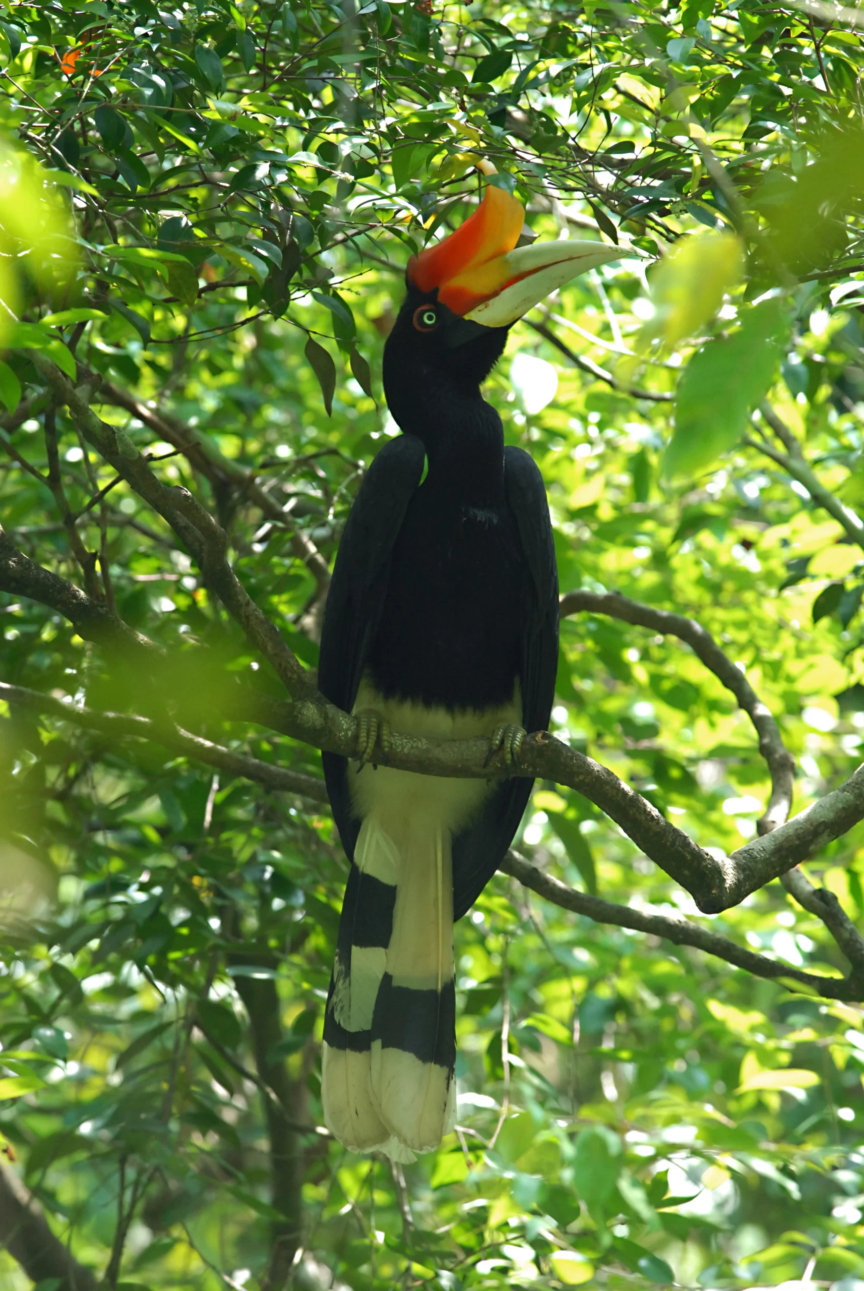 Borneo Rainforest Lodge Rhinoceros Hornbill scaled