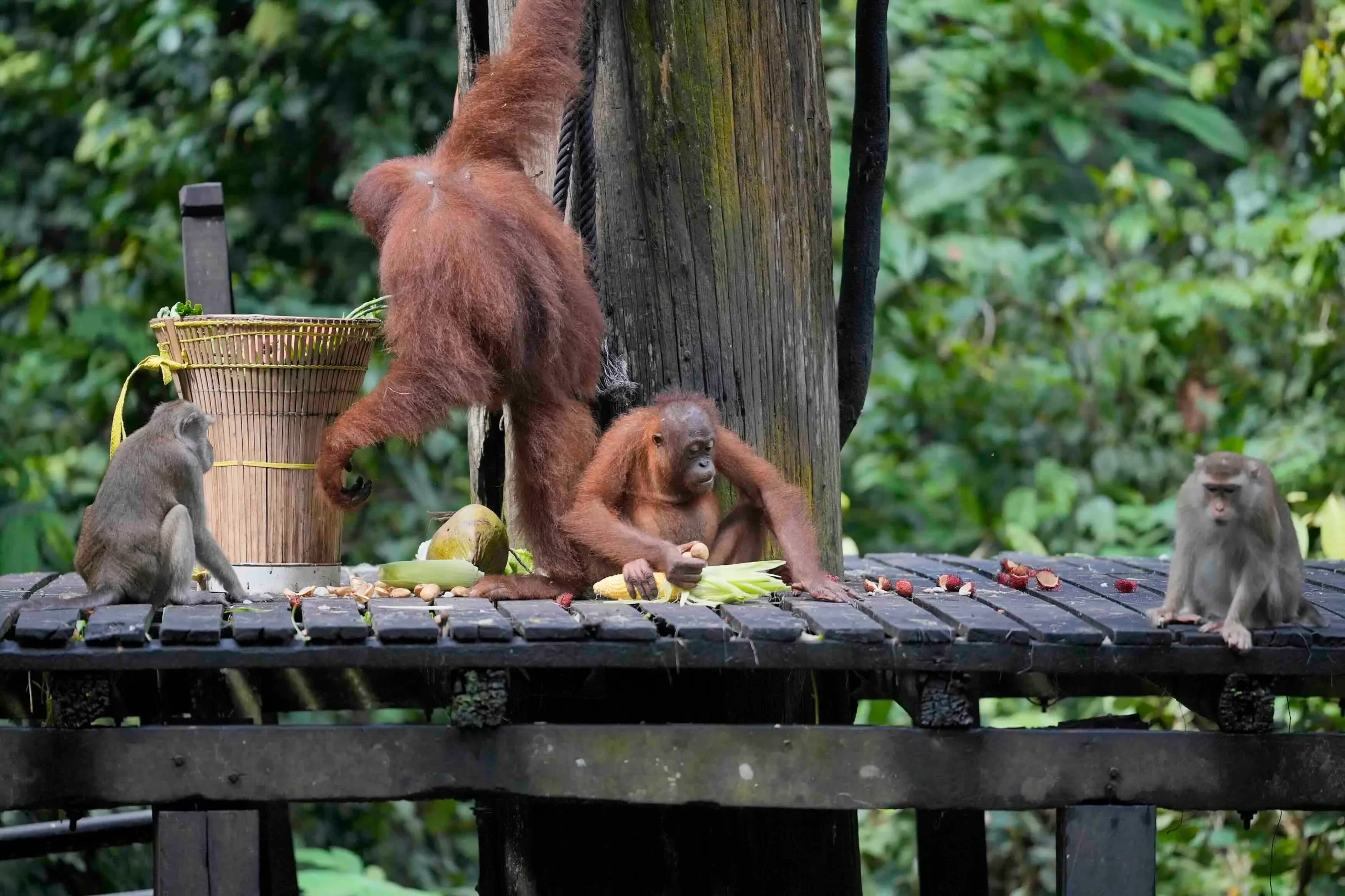 Where to See Wild Orangutans in Sabah: 4 Best Places to Visit 1 where to see wild orangutans in sabah