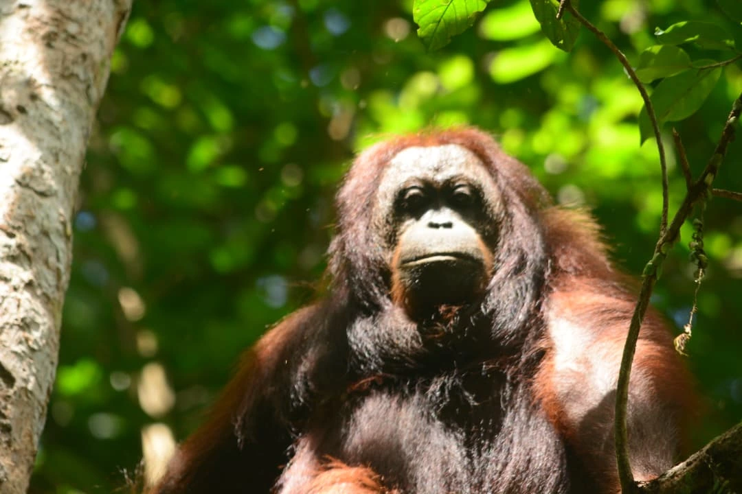 Where to See Wild Orangutans in Sabah: 4 Best Places to Visit 3 Wild orangutan spotted in Danum Valley