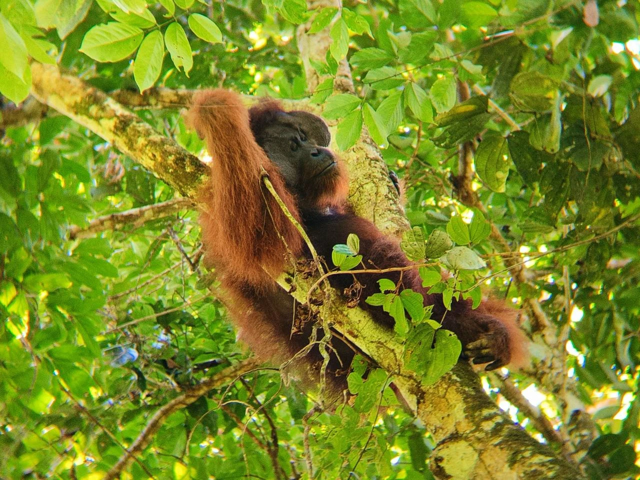 Where to See Wild Orangutans in Sabah: 4 Best Places to Visit 4 Wild orangutan spotted in Tabin