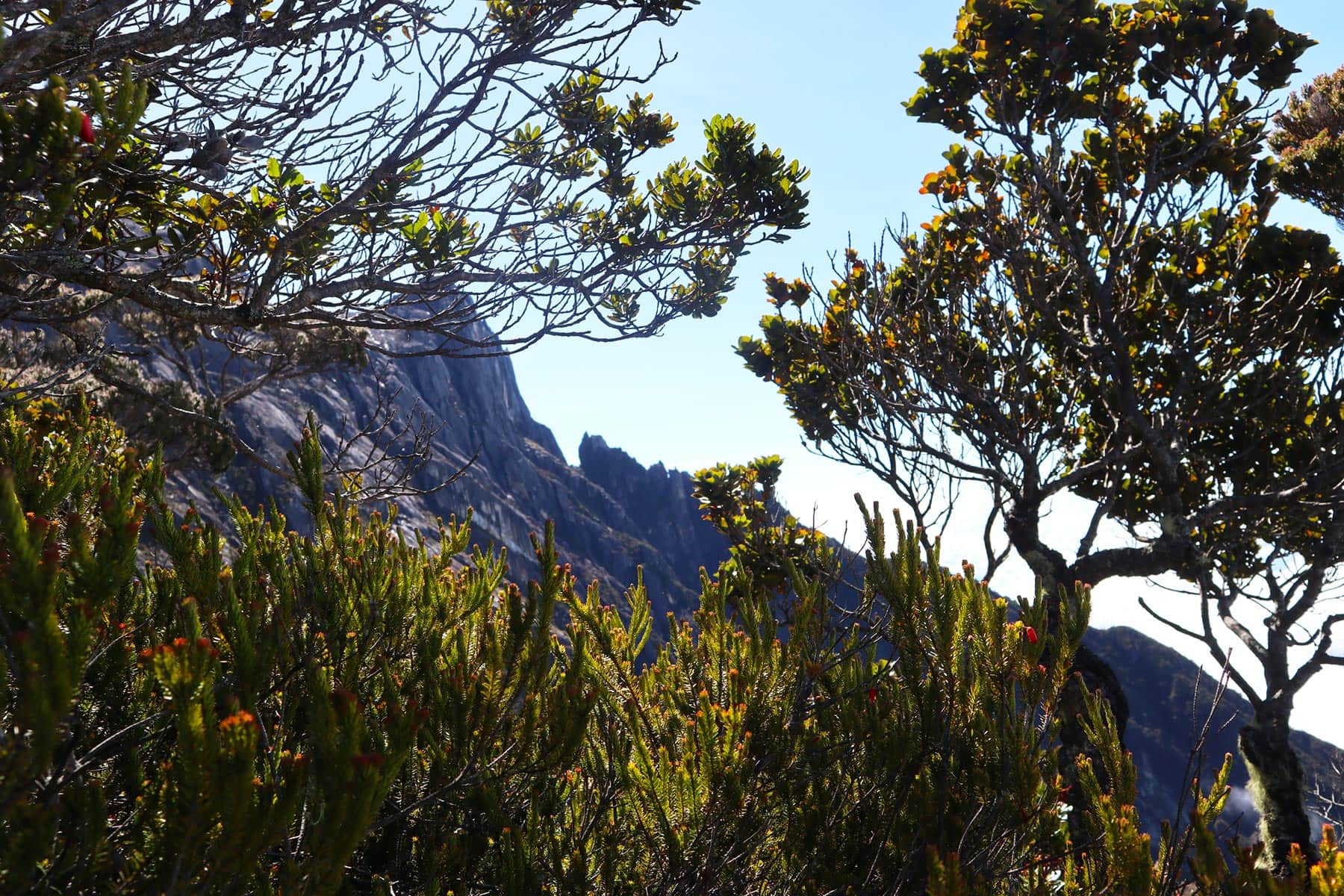 Mount Kinabalu Climb - Flora