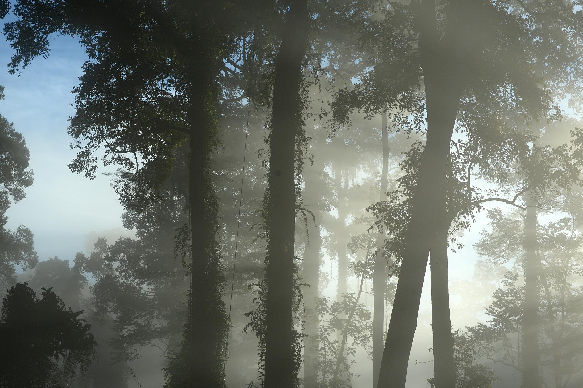 Danum Valley Morning Mist
