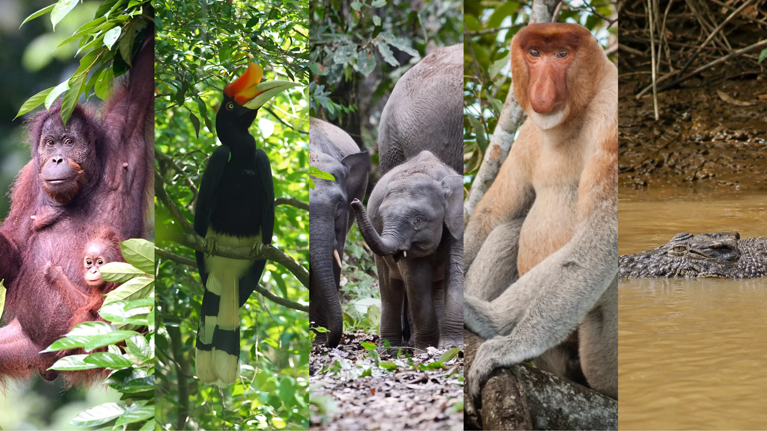 Borneo Big 5 scaled