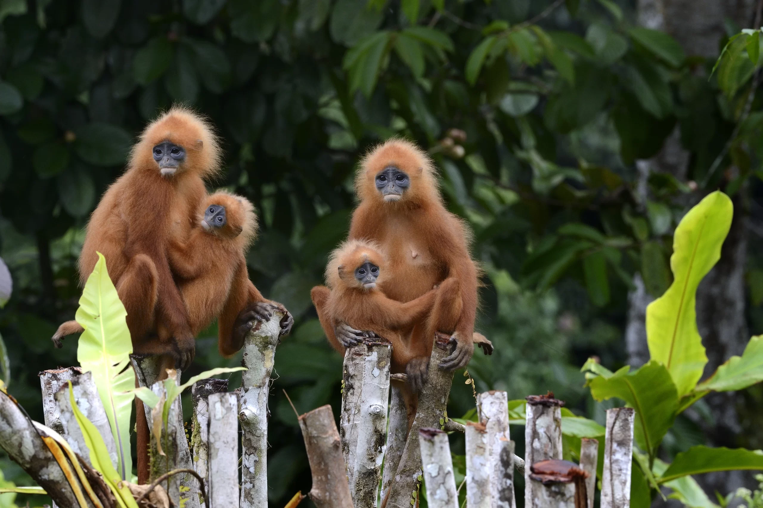 Borneo Rainforest Lodge Red Leaf Monkey 1 scaled