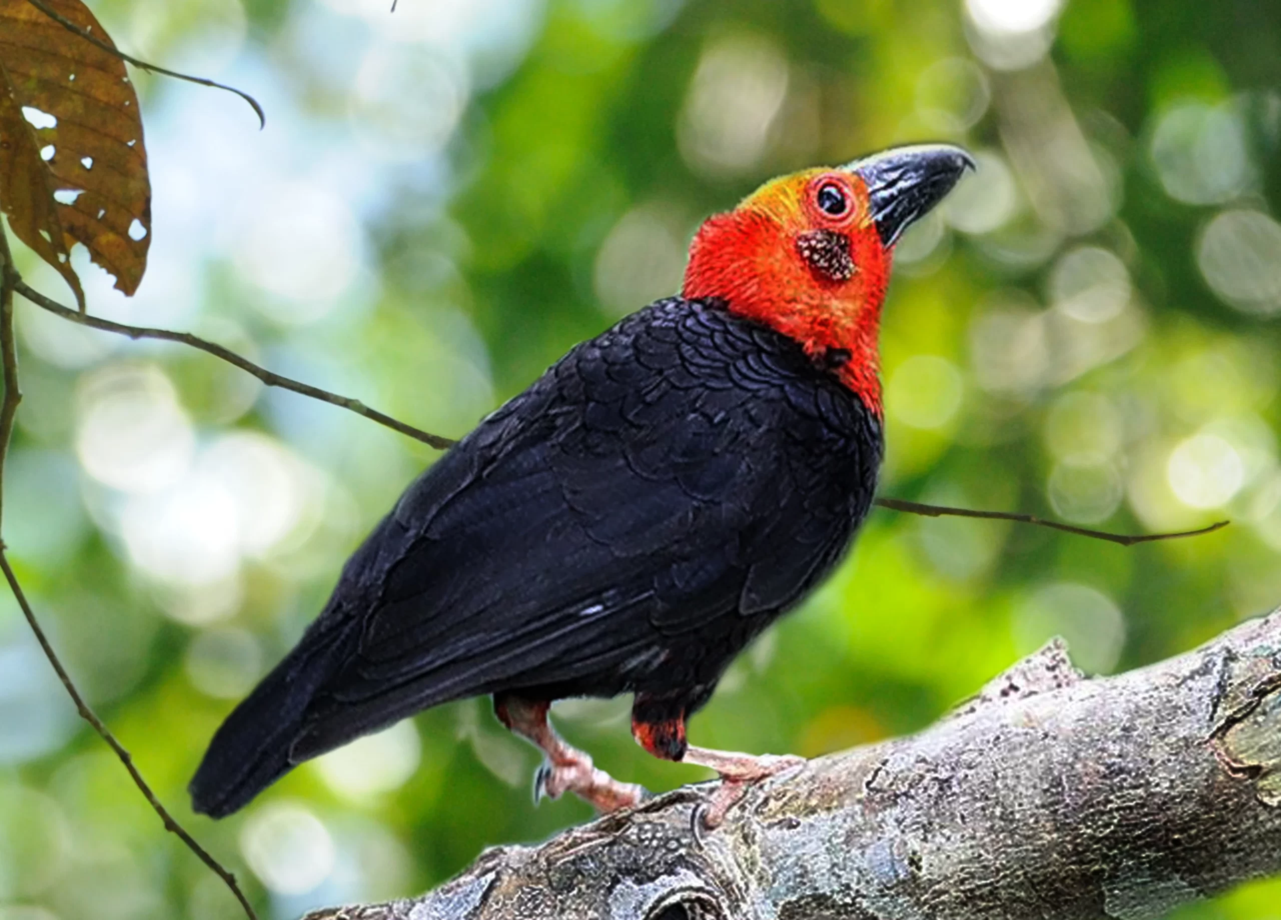 Borneo Rainforest Lodge Borneon Bristlehead scaled